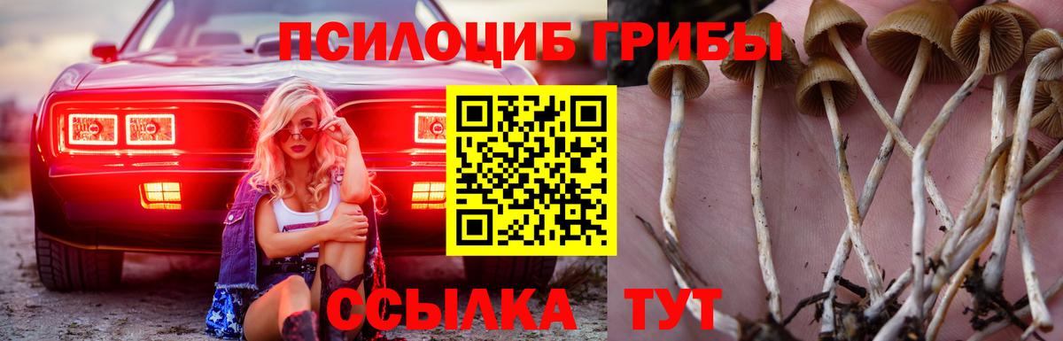 где можно купить наркотик  Вход с VPN  Сургут  Псилоцибиновые грибы Psilocybe 